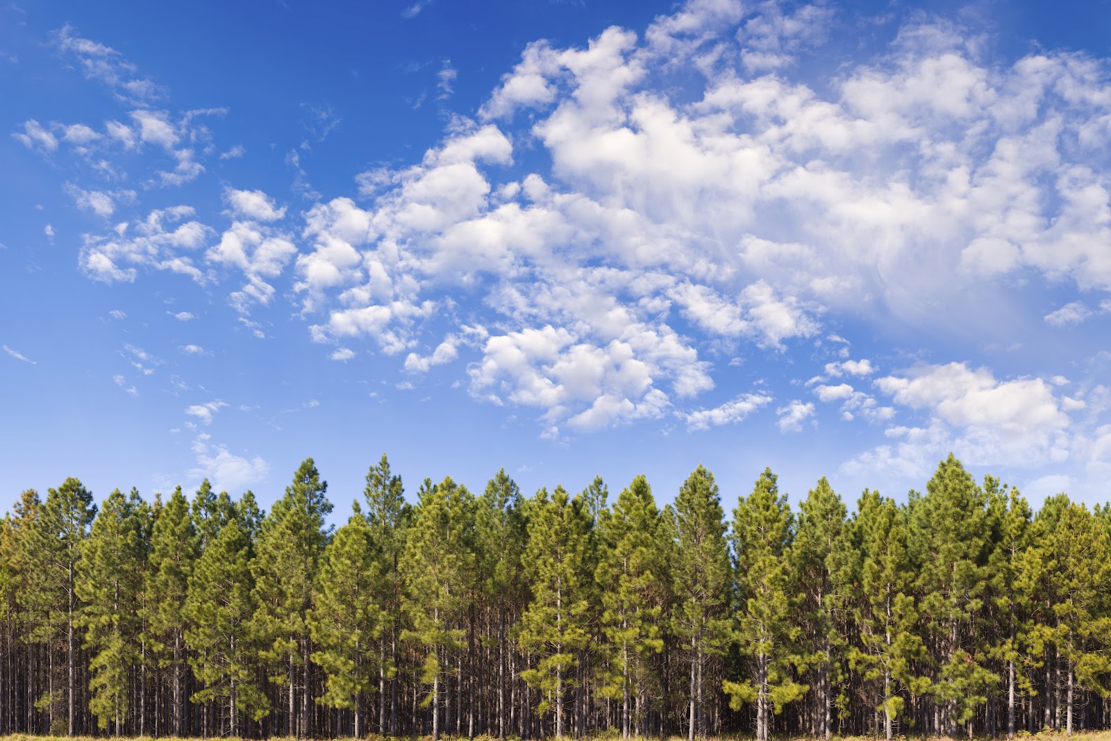 Forest-Tree-Line